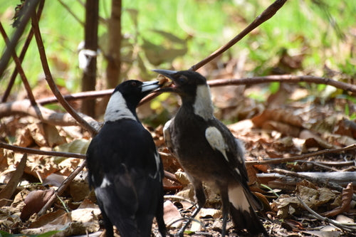 Flötenvogel — Bild 2 von 8