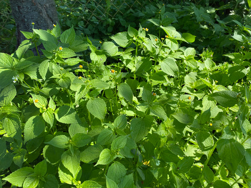 Franzosenkraut — Bild 2