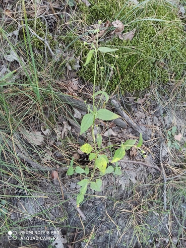 Franzosenkraut — Bild 1