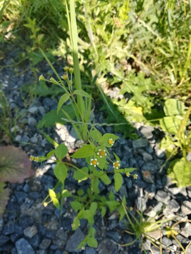 Franzosenkraut — Bild 4
