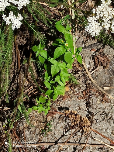 Franzosenkraut — Bild 2