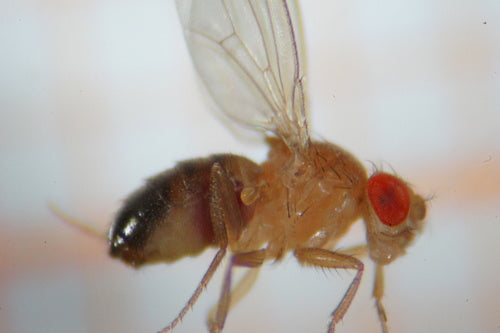 Fruchtfliege — Bild 5