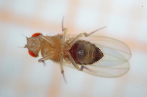 Fruchtfliege — Bild 5