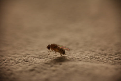 Fruchtfliege — Bild 3