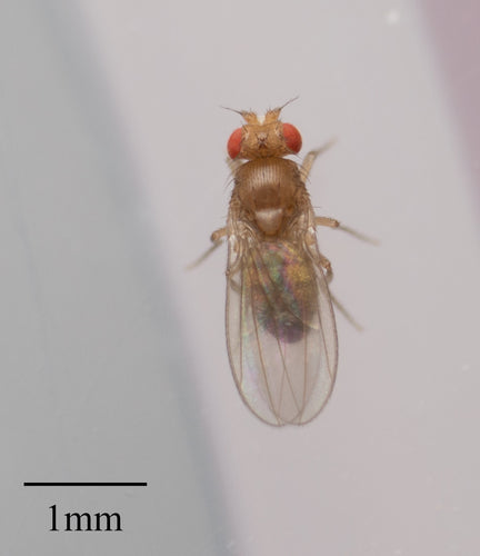 Fruchtfliege — Bild 5