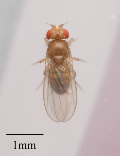 Fruchtfliege — Bild 2