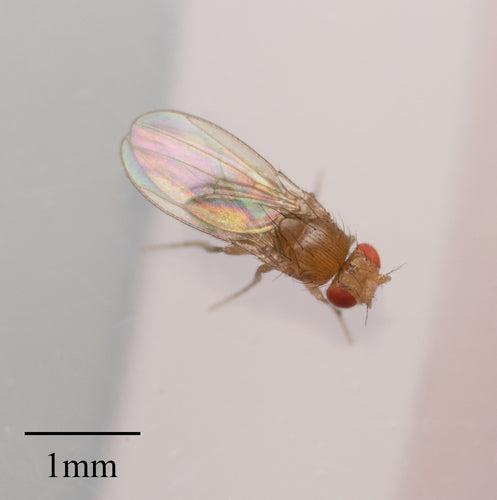 Fruchtfliege — Bild 4