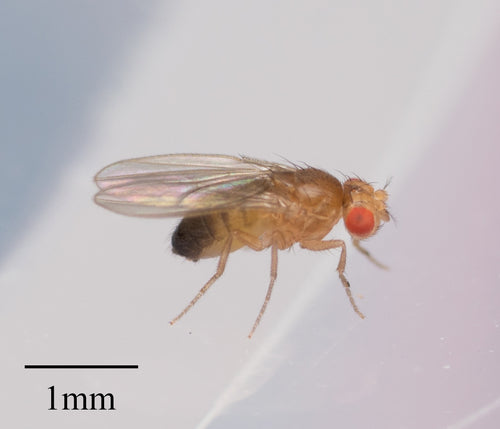Fruchtfliege — Bild 1