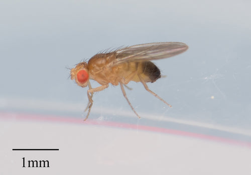 Fruchtfliege — Bild 3