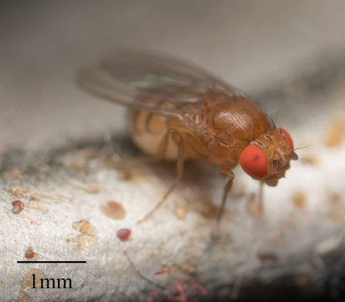 Fruchtfliege - Bild 7