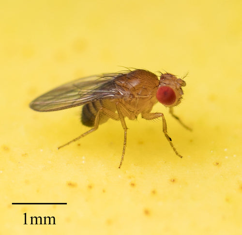 Fruchtfliege — Bild 6