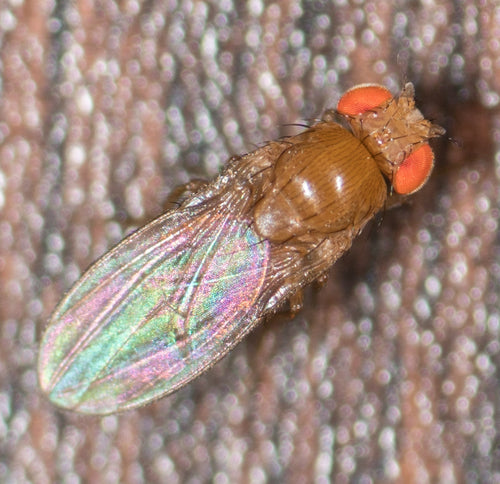 Fruchtfliege - Bild 3