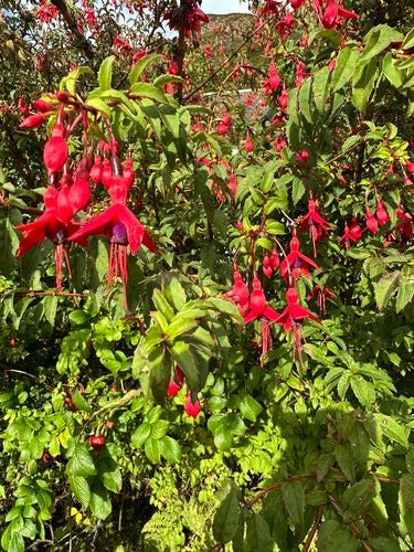 Fuchsien  Silberkraft