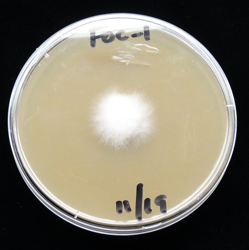 Fusarium-Schimmelpilze — Bild 3 von 8