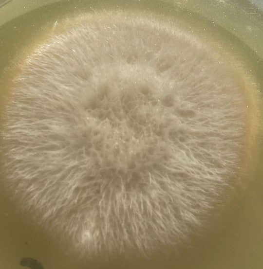 Fusarium-Schimmelpilze — Bild 2 von 8
