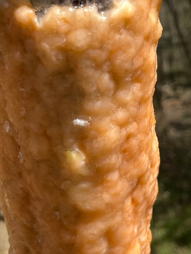 Fusarium-Schimmelpilze — Bild 1