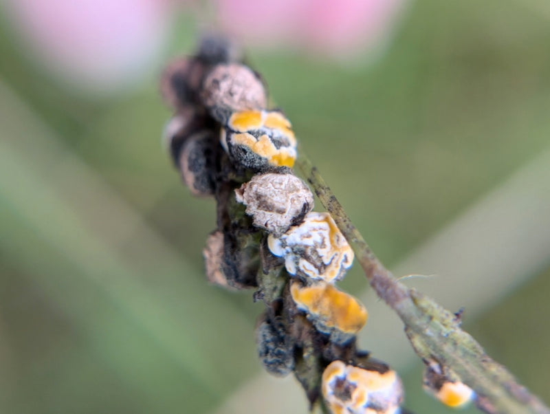 Fusarium-Schimmelpilze — Bild 4 von 8