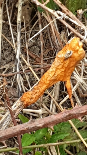 Fusarium-Schimmelpilze — Bild 4