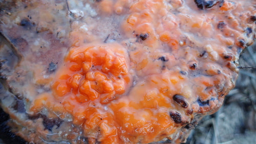 Fusarium-Schimmelpilze — Bild 1