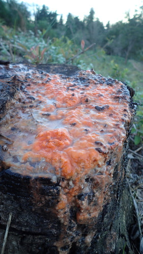 Fusarium-Schimmelpilze — Bild 2