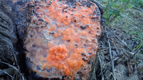 Fusarium-Schimmelpilze — Bild 3