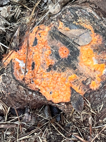 Fusarium-Schimmelpilze — Bild 5