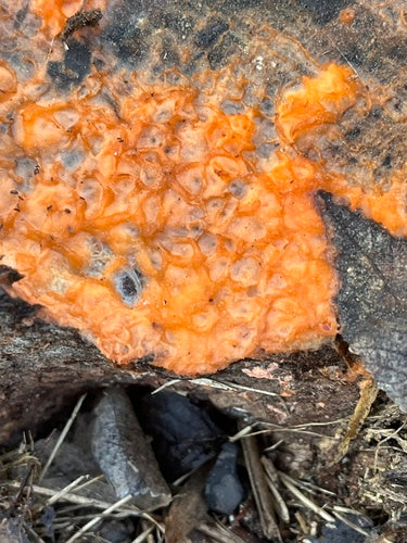 Fusarium-Schimmelpilze — Bild 6