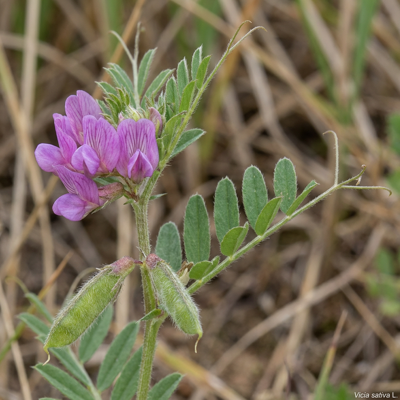 Futter-Wicke (Vicia sativa), KI-Illustration