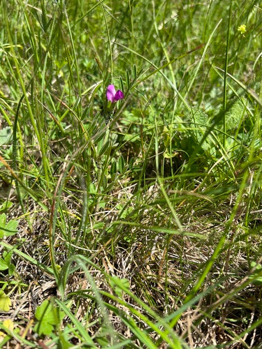Futter-Wicke — Bild 5 von 11