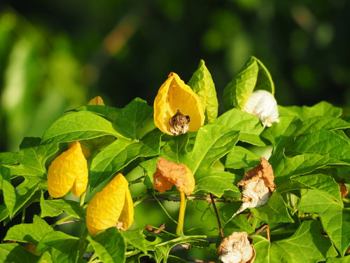 Gac-Frucht — Bild 5 von 8