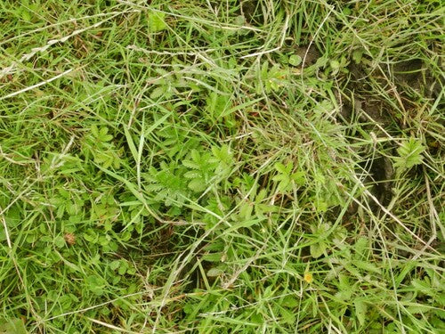 Gaensefingerkraut — Bild 2 von 37