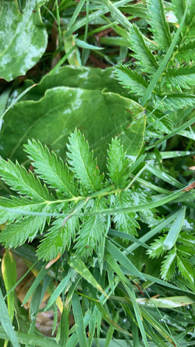 Gaensefingerkraut — Bild 5