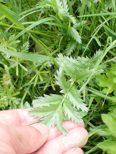 Gaensefingerkraut — Bild 4