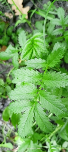 Gaensefingerkraut — Bild 5