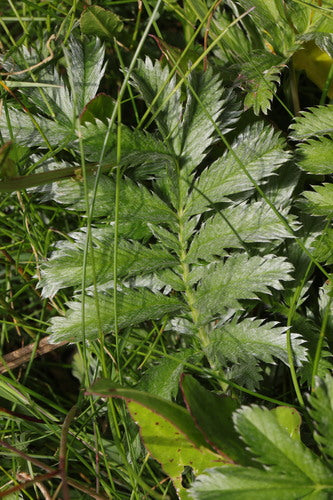 Gaensefingerkraut — Bild 4