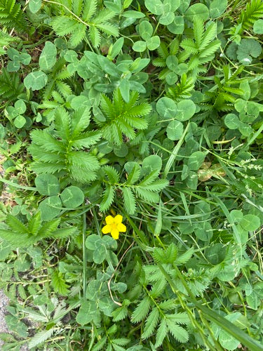 Gaensefingerkraut — Bild 2