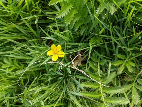 Gaensefingerkraut — Bild 1