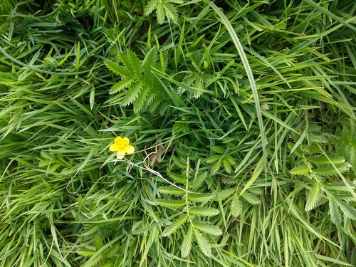 Gaensefingerkraut — Bild 2