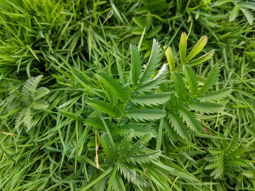 Gaensefingerkraut — Bild 3