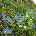 Gamander-Ehrenpreis (Veronica chamaedrys) in Blüte im naturnahen Garten (KI-generiert)