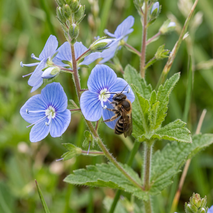 Blüte von Gamander-Ehrenpreis (Veronica chamaedrys) in Nahaufnahme (KI-generiert)