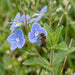 Blüte von Gamander-Ehrenpreis (Veronica chamaedrys) in Nahaufnahme (KI-generiert)