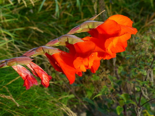 Garten-Gladiole — Bild 5
