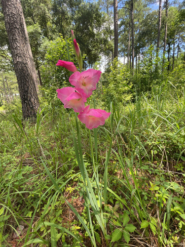 Garten-Gladiole — Bild 3