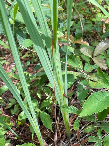 Garten-Gladiole — Bild 2