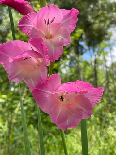 Garten-Gladiole — Bild 1