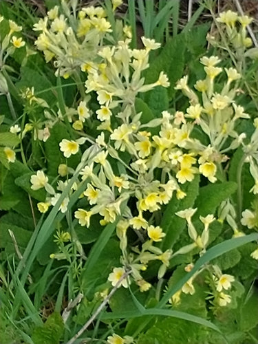 Garten-Primel — Bild 4