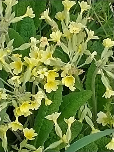 Garten-Primel — Bild 3