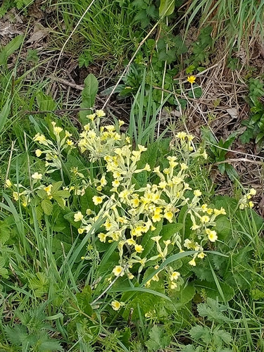 Garten-Primel — Bild 2