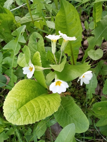 Garten-Primel — Bild 5